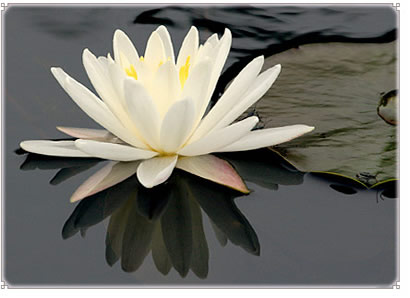 A Lesson From the Lotus